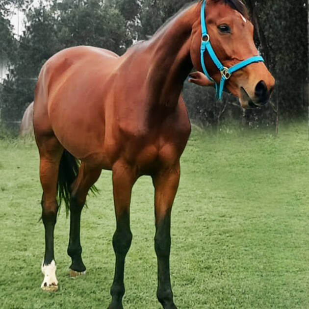 Luminosa LS La Silla