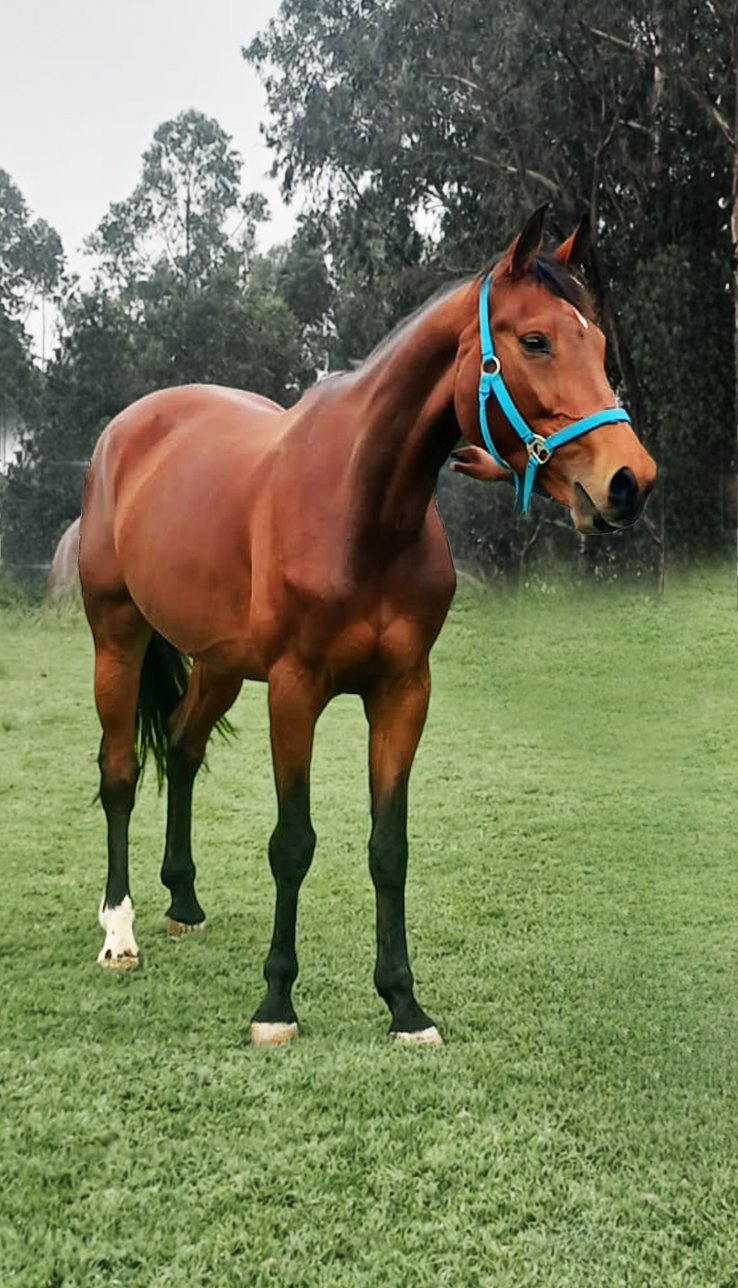 Luminosa LS La Silla