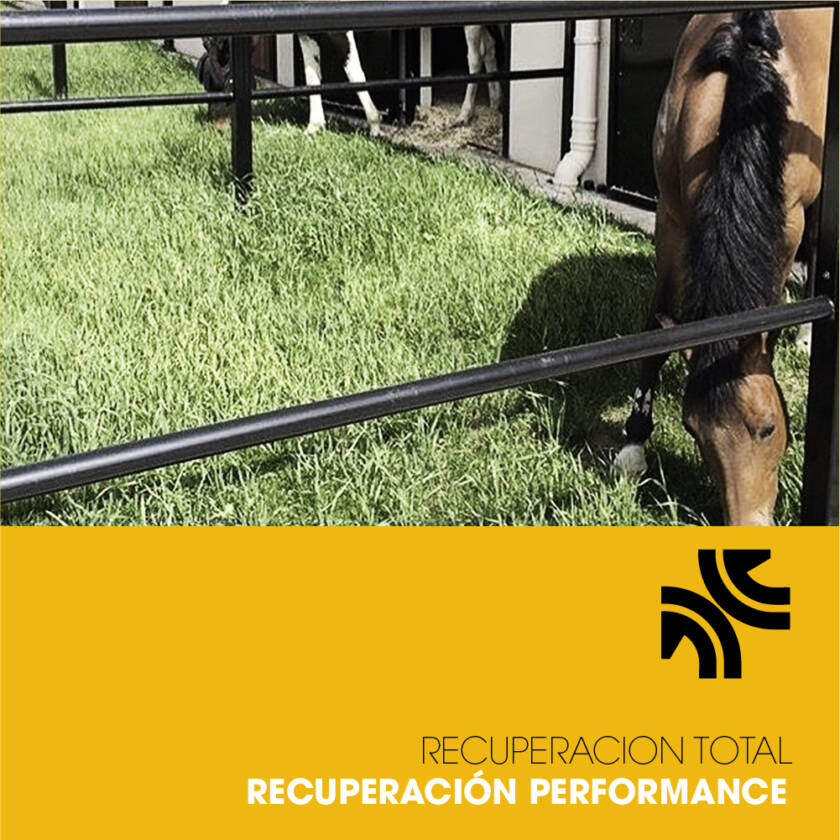 PLAN 3 — Recuperación Performance (Reacondicionamiento Deportivo)